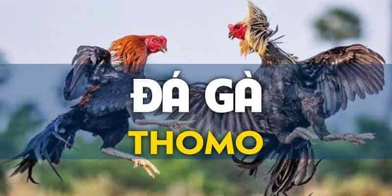 Đấu trường Thomo nổi tiếng tại Digmaan đá gà